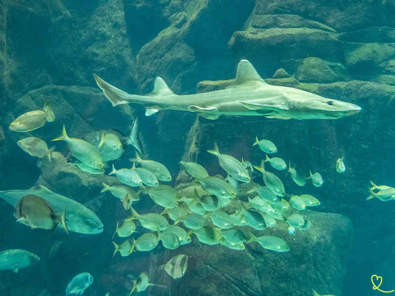 Acquario di Porto Moniz Madeira