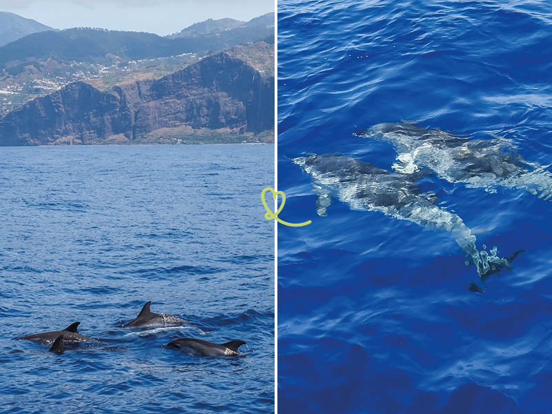 excursión-delfines-ballenas