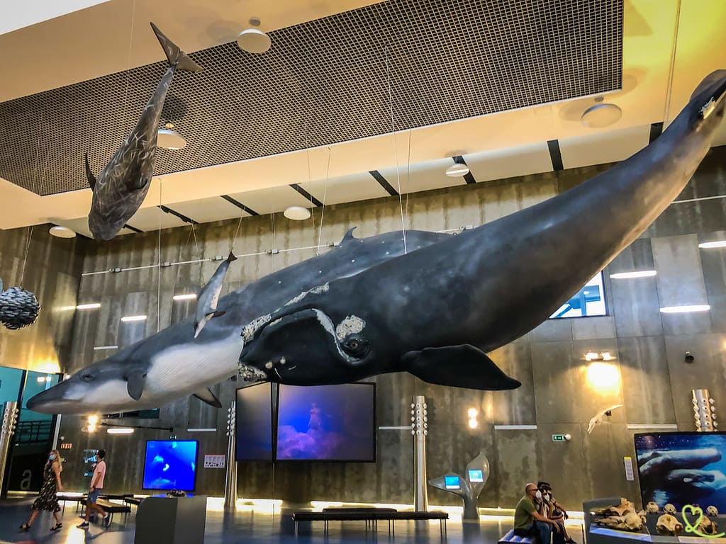 bezoek aan het canische walvismuseum